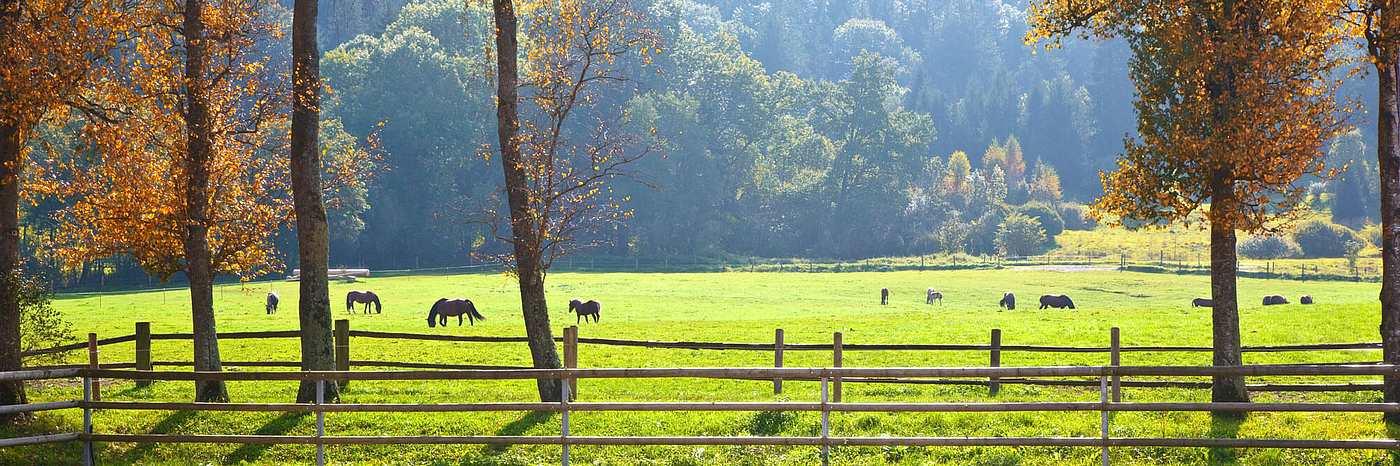 Mehrere Pferde grasen auf einer großen, grünen Wiese, die von einem Holzzaun umgeben ist. Im Vordergrund stehen Bäume mit herbstlichen Blättern. Der Hintergrund zeigt einen dichten Wald.