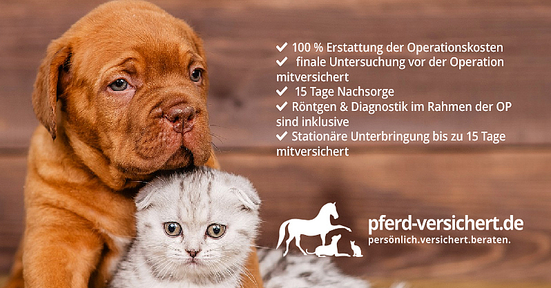 Hundekrankenversicherung Abschließen » Pferd-versichert.de