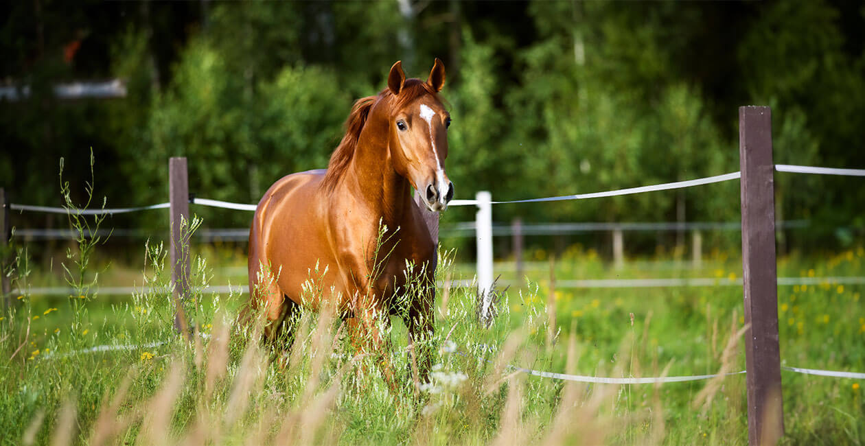 Ein braunes Pferd steht auf einer grünen Weide, die von einem Holzzaun mit weißen Bändern umgeben ist. Im Hintergrund ist dichte Vegetation mit Bäumen und Sträuchern zu sehen. Das Pferd schaut aufmerksam in die Kamera und befindet sich in einer natürlichen, grünen Umgebung mit hohem Gras und Wildblumen.
